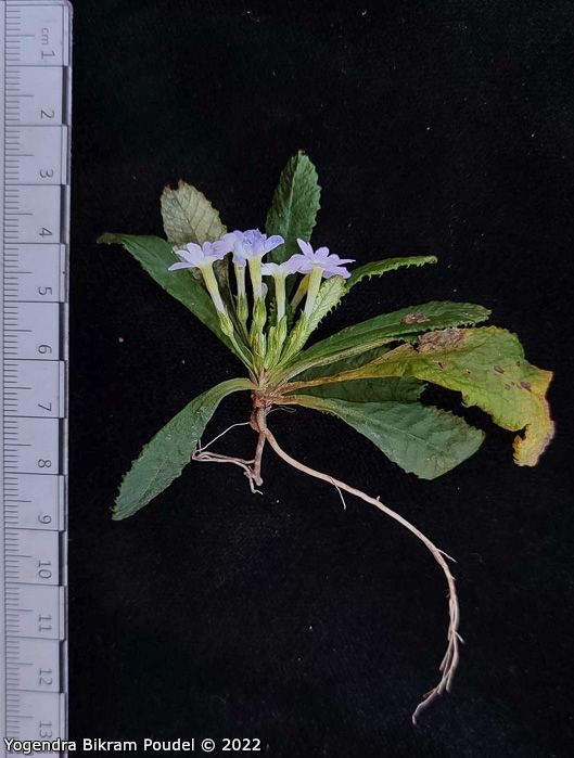 <i>Primula sulphurea </i>