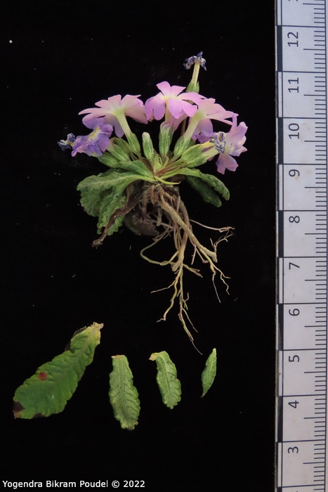 <i>Primula sulphurea </i>