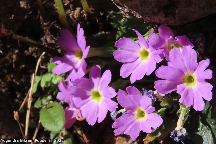<i>Primula sulphurea </i>