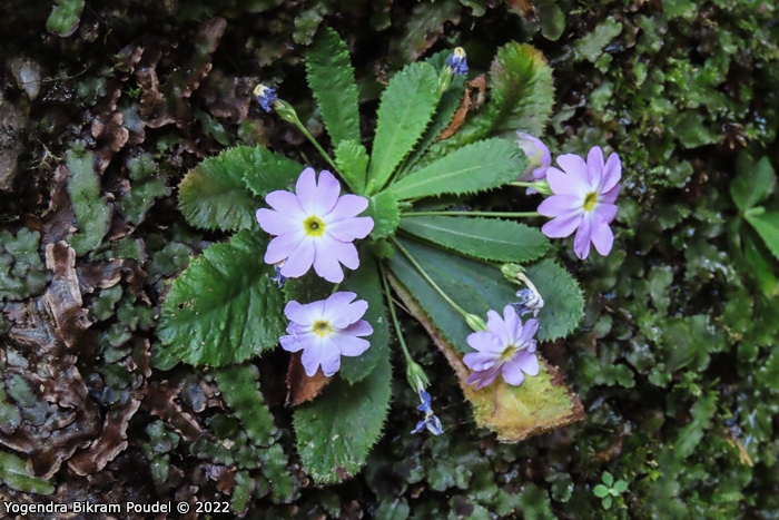 <i>Primula sulphurea </i>
