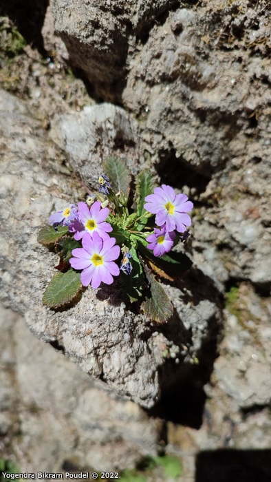 <i>Primula sulphurea </i>
