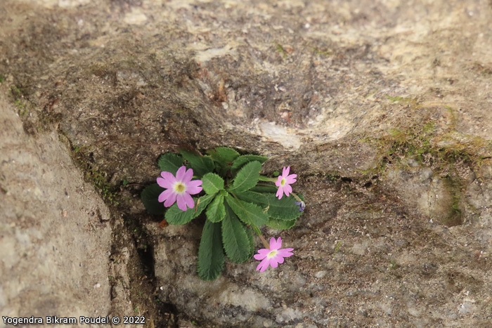 <i>Primula sulphurea </i>