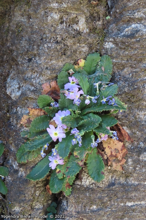 <i>Primula sulphurea </i>