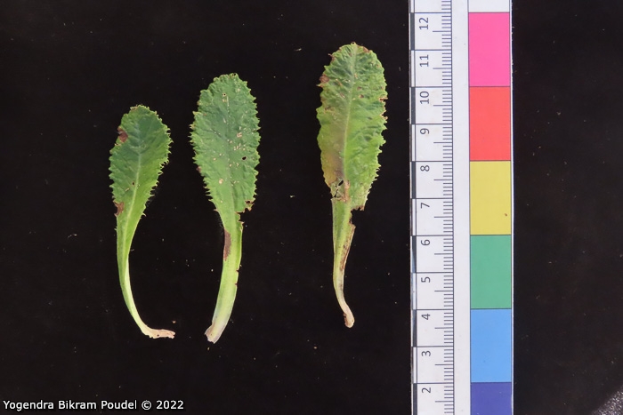 <i>Primula sulphurea </i>