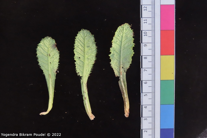 <i>Primula sulphurea </i>