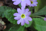 <i>Primula sulphurea </i>