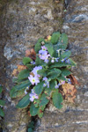 <i>Primula sulphurea </i>