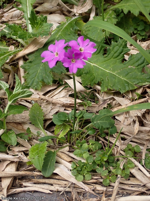 <i>Primula sunhangii </i>