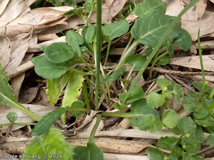 <i>Primula sunhangii </i>