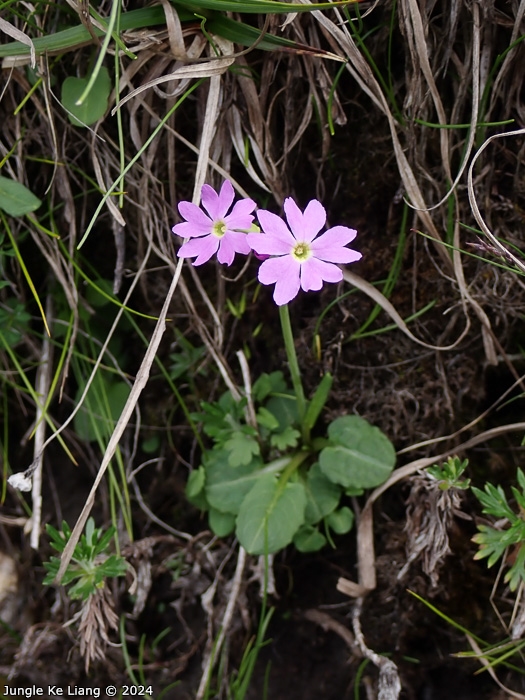 <i>Primula sunhangii </i>