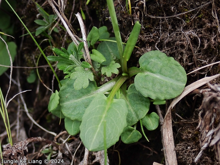 <i>Primula sunhangii </i>