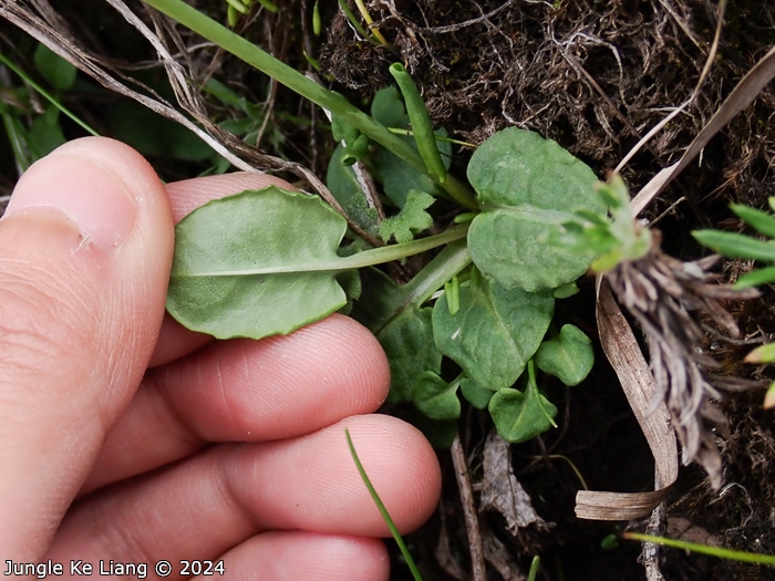 <i>Primula sunhangii </i>