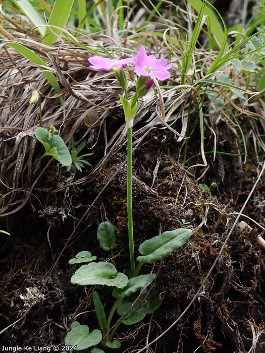 <i>Primula sunhangii </i>