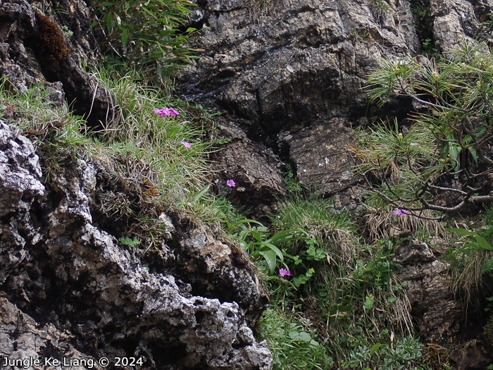 <i>Primula sunhangii </i>