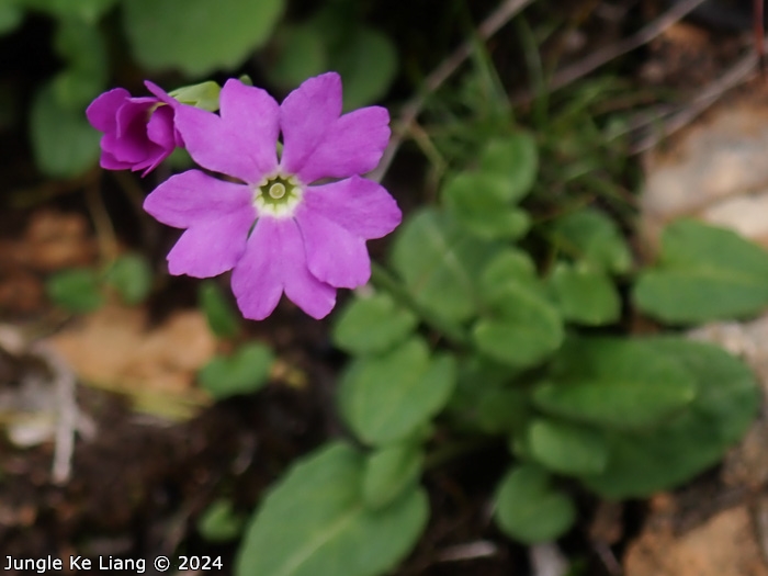 <i>Primula sunhangii </i>