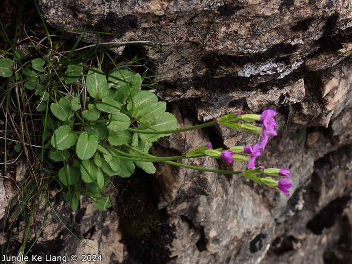 <i>Primula sunhangii </i>