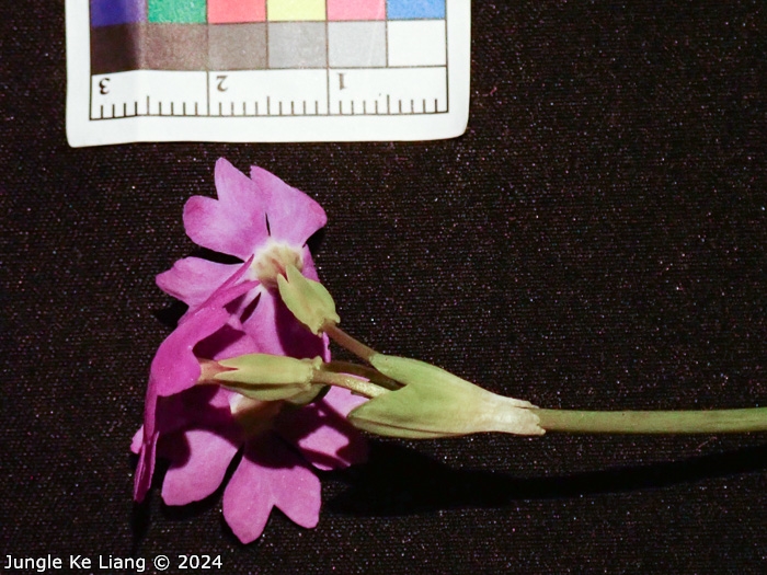 <i>Primula sunhangii </i>