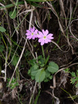 <i>Primula sunhangii </i>