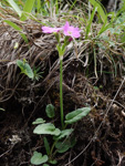 <i>Primula sunhangii </i>