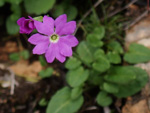<i>Primula sunhangii </i>