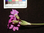 <i>Primula sunhangii </i>