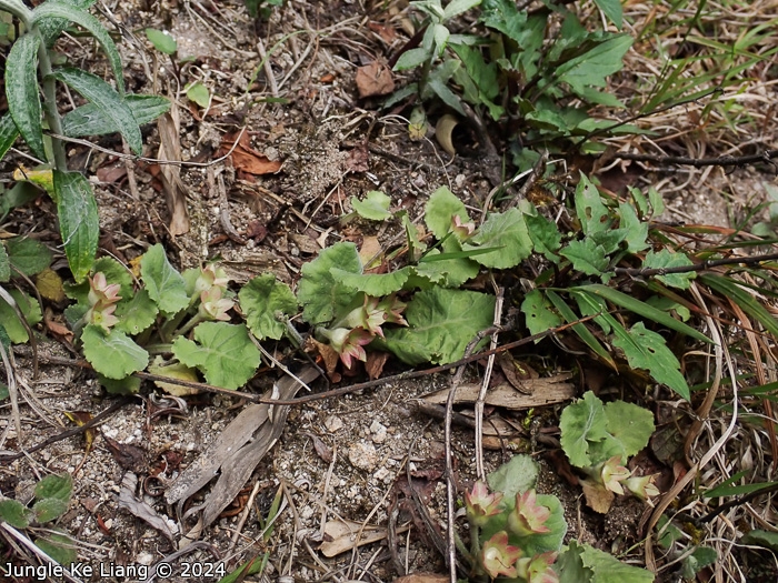 <i>Primula surculosa </i>