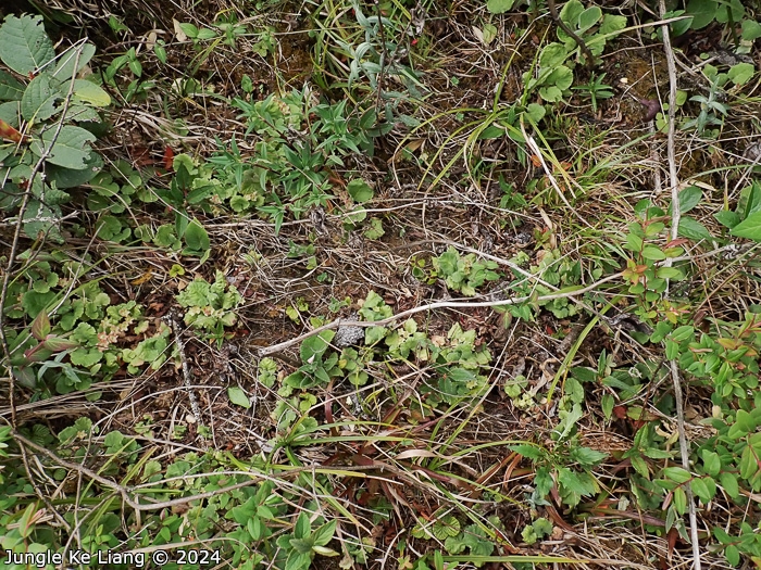 <i>Primula surculosa </i>
