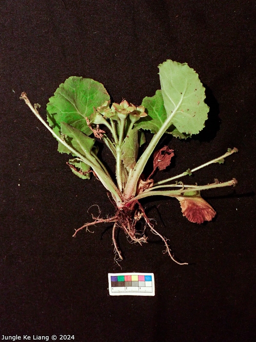 <i>Primula surculosa </i>