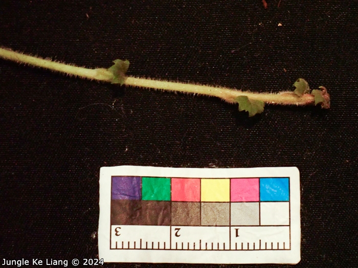 <i>Primula surculosa </i>