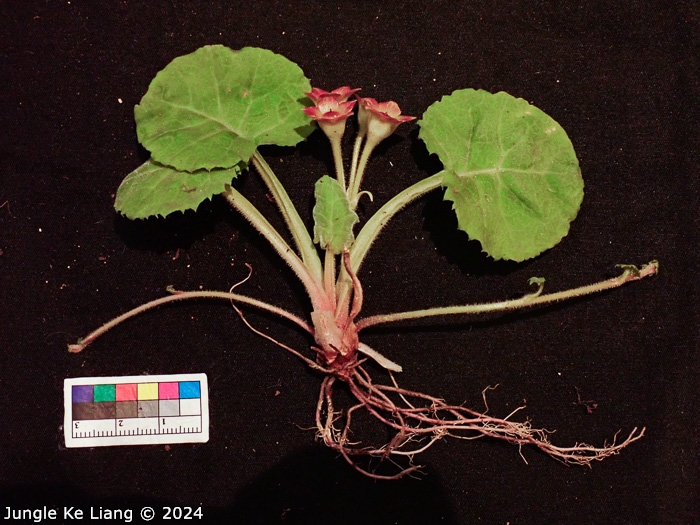 <i>Primula surculosa </i>