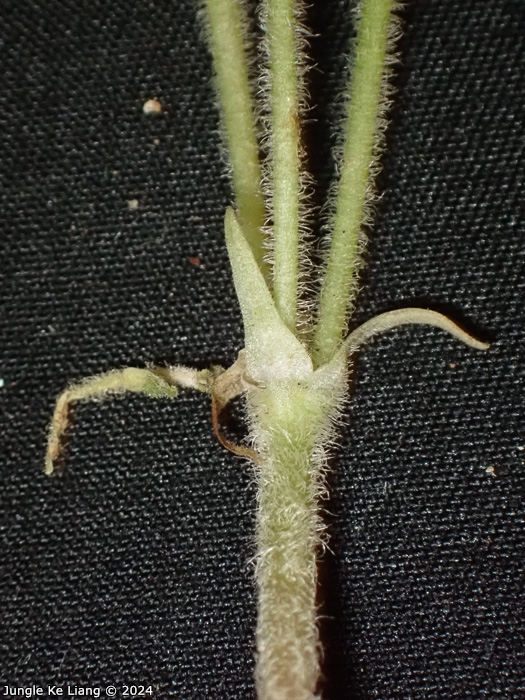 <i>Primula surculosa </i>