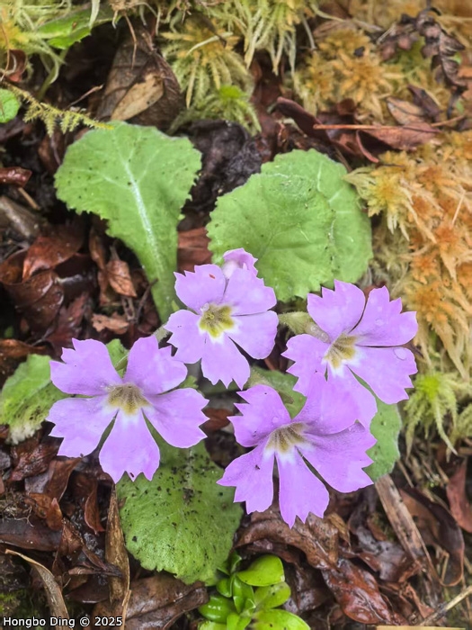 <i>Primula surculosa </i>