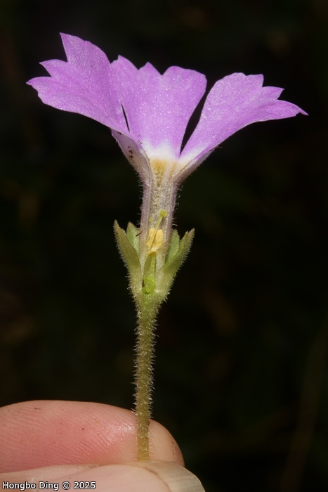 <i>Primula surculosa </i>
