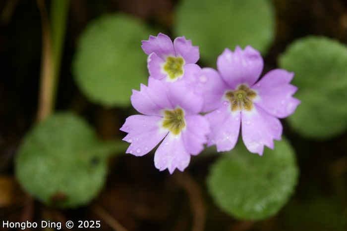 <i>Primula surculosa </i>