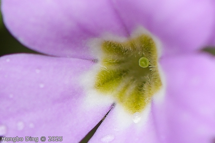 <i>Primula surculosa </i>