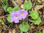 <i>Primula surculosa </i>