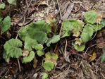 <i>Primula surculosa </i>