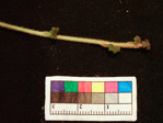 <i>Primula surculosa </i>