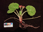 <i>Primula surculosa </i>