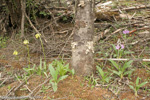 P. szechuanica (L), P. boreiocalliantha (R)