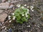 <i>Primula takedana </i>