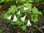 <i>Primula takedana </i>