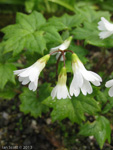 <i>Primula takedana </i>