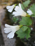 <i>Primula takedana </i>