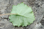 inner leaf, 