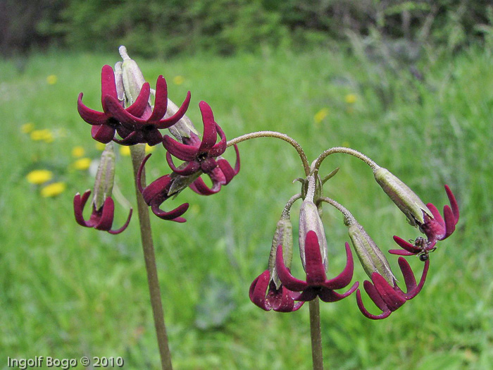 <i>Primula tangutica </i>