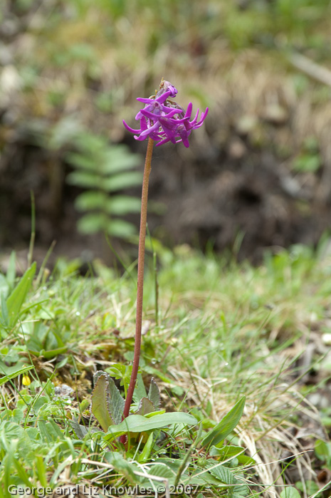 <i>Primula tangutica </i>