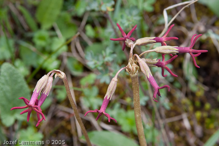 <i>Primula tangutica </i>