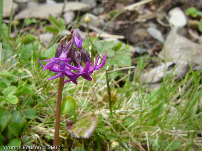 <i>Primula tangutica </i>