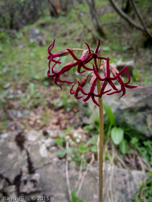 <i>Primula tangutica </i>